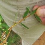 Sauvagesia erecta Leaf