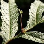 Tectaria incisa Листок
