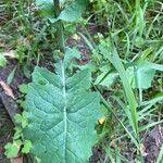 Sonchus oleraceusLeaf