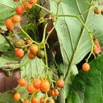 Ehretia amoena Fruto