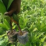 Areca catechu Leaf