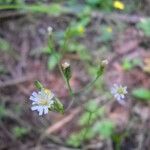 Hieracium albiflorum Habitus