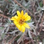 Grindelia pulchella Λουλούδι