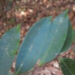 Eurycoma longifolia Leaf