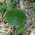 Hydrocotyle americana 葉