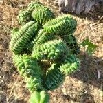 Trichocereus macrogonus Leaf