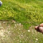 Agrostis canina Листок