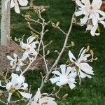 Magnolia stellata Flor
