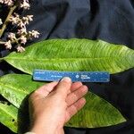 Ardisia furfuracea Other