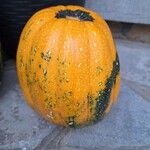 Cucurbita moschataPlod