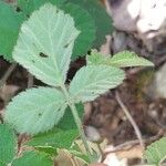 Rubus vestitus Hostoa