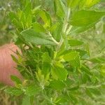 Baccharis dracunculifolia Frunză