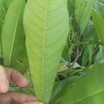 Chrysophyllum gonocarpum Leaf