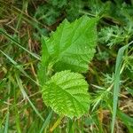 Rubus pruinosus Leaf