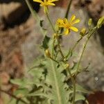 Crepis acuminata Квітка