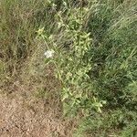 Hibiscus flavifolius Habit