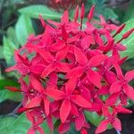 Ixora coccinea Flower