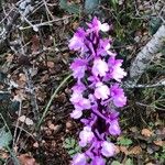 Orchis olbiensis 花