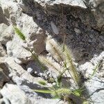 Setaria pumilaFlower