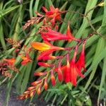 Crocosmia x crocosmiiflora Flor