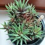 Haworthia attenuata পাতা