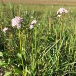 Valeriana dioica Alkat (teljes növény)