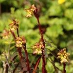 Saxifraga moschata