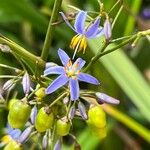 Dianella ensifoliaÕis