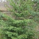 Picea rubens Blatt