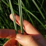 Carex riparia Feuille