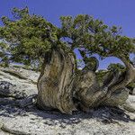 Juniperus occidentalis Характер