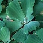 Pistia stratiotes Feuille