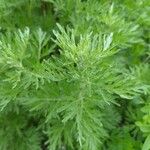 Artemisia absinthiumЛист