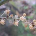 Diaphananthe lecomtei Blüte