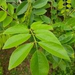 Gliricidia sepium Leaf