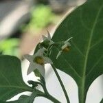 Solanum chenopodioides Квітка