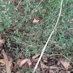 Thymus vulgaris Leaf