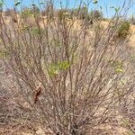 Tabernaemontana coffeoides عادت