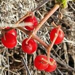 Cyphostemma adenocaule Fruit