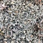 Antennaria parvifolia Листок