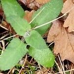 Teucrium scorodonia Blatt