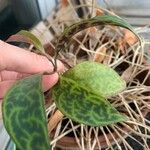 Aeschynanthus longicaulis Leaf