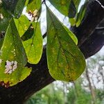 Quercus nigra Blad