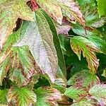 Viburnum sargentii Leaf