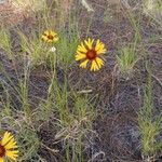 Gaillardia pinnatifida പുഷ്പം