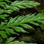 Selaginella firmuloides List