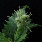 Scrophularia pauciflora Habit