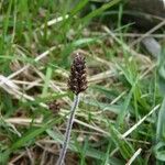 Plantago atrata Vrucht