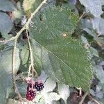 Rubus gratus Lapas