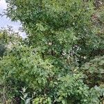 Rhamnus cathartica Агульны выгляд